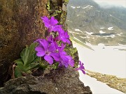 67 Primule irsute (Primula hirsuta) sulle rocce alla Bocchetta Triomen